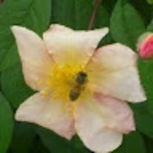 Meet your Posher, Cheryl ann